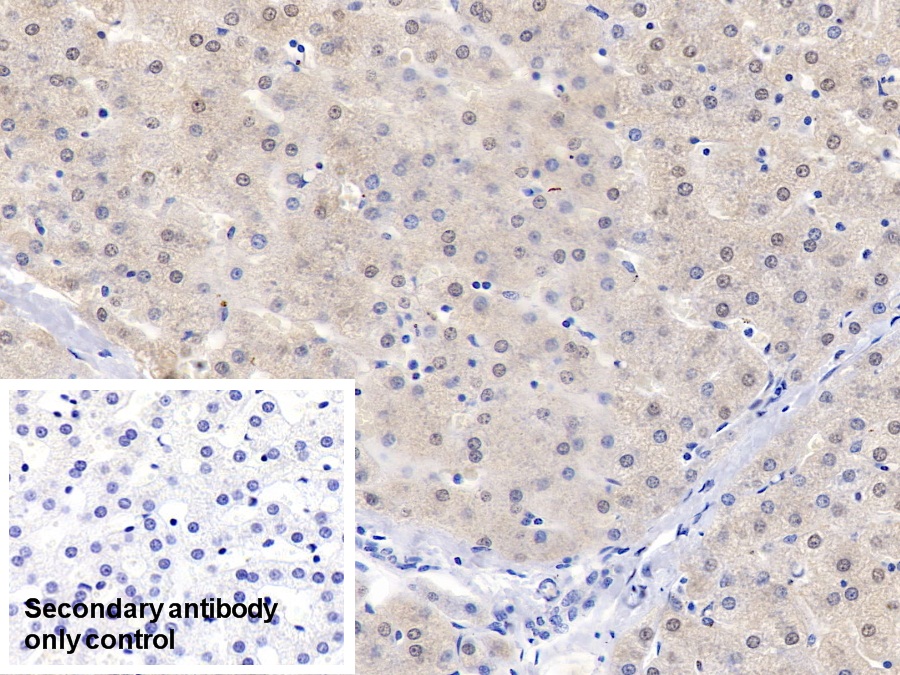 Polyclonal Antibody to Apolipoprotein A2 (APOA2)