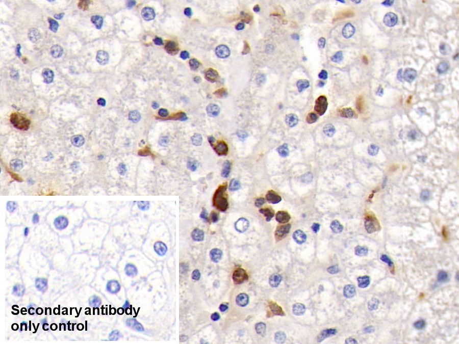 Polyclonal Antibody to Apolipoprotein A2 (APOA2)