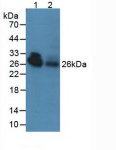 Polyclonal Antibody to Adiponectin (ADPN)