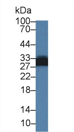 Polyclonal Antibody to Adiponectin (ADPN)