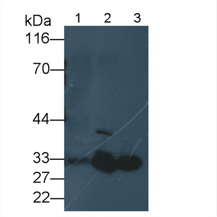 Polyclonal Antibody to Adiponectin (ADPN)