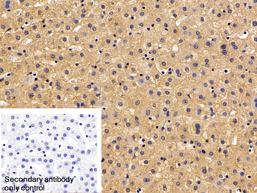 Polyclonal Antibody to Adiponectin (ADPN)