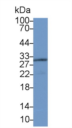 Polyclonal Antibody to Adiponectin (ADPN)