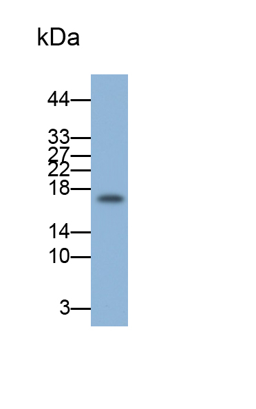 Polyclonal Antibody to Microsomal Glutathione S Transferase 1 (MGST1)