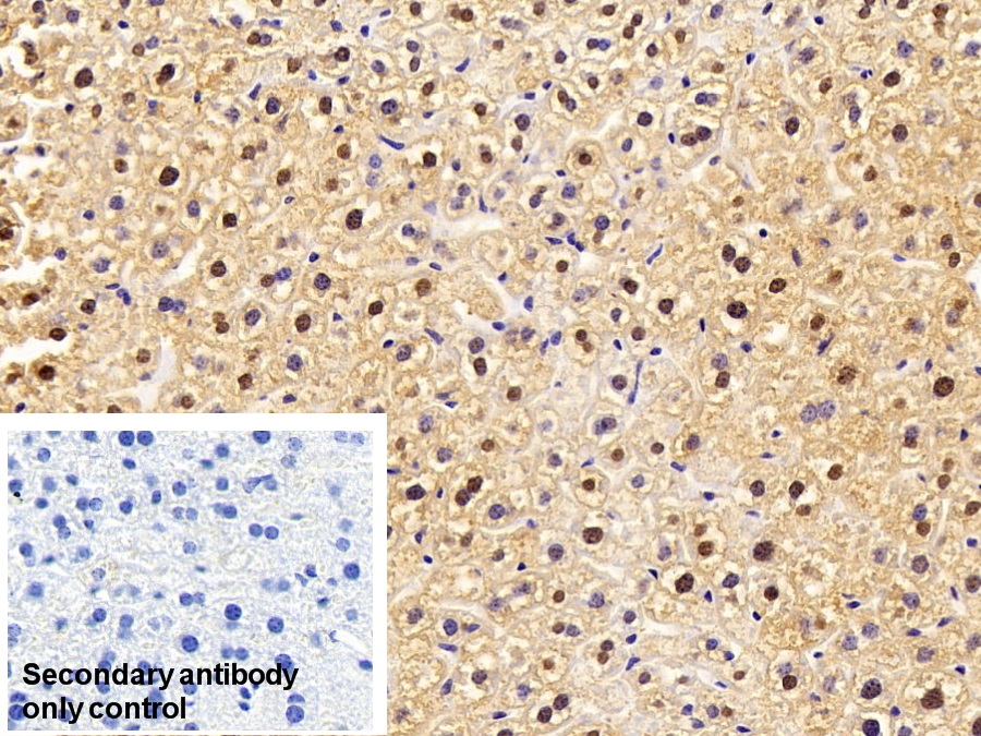 Polyclonal Antibody to Glutathione S Transferase Alpha 1 (GSTa1)