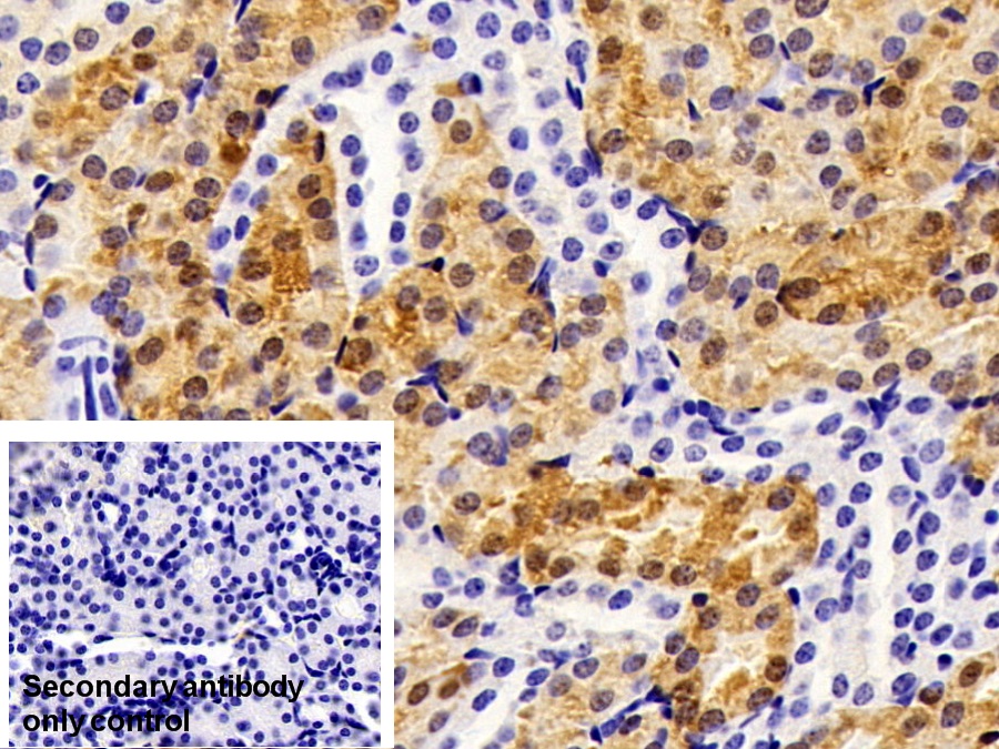 Polyclonal Antibody to Glutathione S Transferase Alpha 1 (GSTa1)