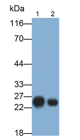 Polyclonal Antibody to Glutathione S Transferase Alpha 1 (GSTa1)