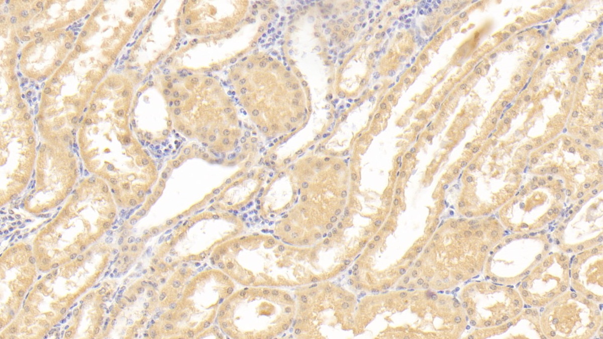 Polyclonal Antibody to Caspase 3 (CASP3)