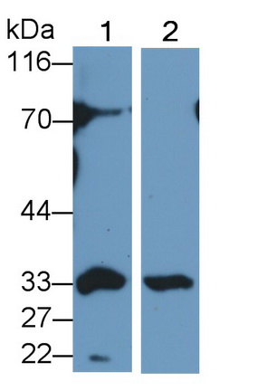 Polyclonal Antibody to Caspase 3 (CASP3)