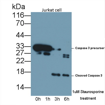 Polyclonal Antibody to Caspase 3 (CASP3)