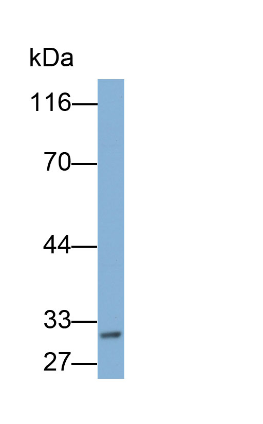 Polyclonal Antibody to Caspase 3 (CASP3)