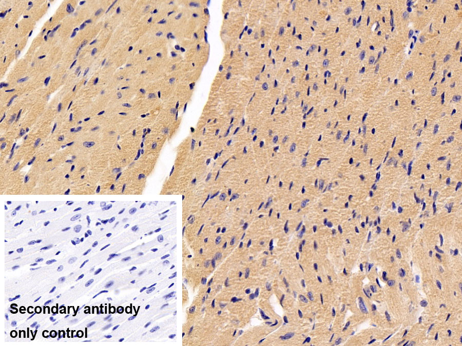 Polyclonal Antibody to Caspase 9 (CASP9)