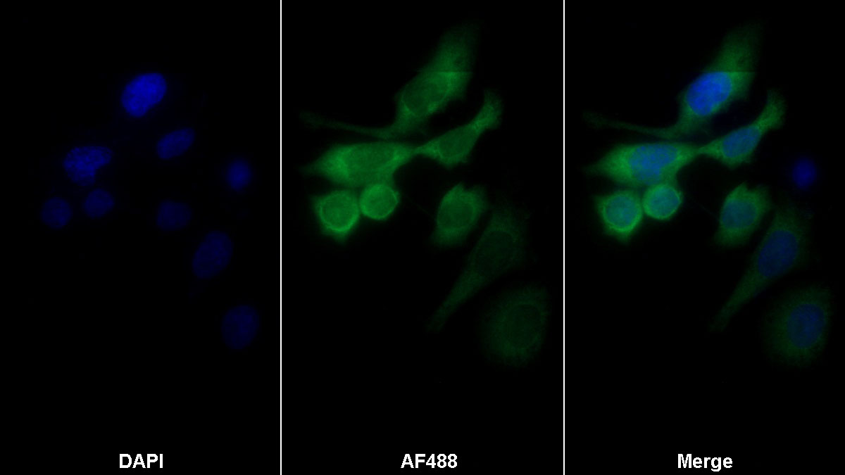 Polyclonal Antibody to Caspase 9 (CASP9)