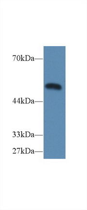 Polyclonal Antibody to Caspase 9 (CASP9)