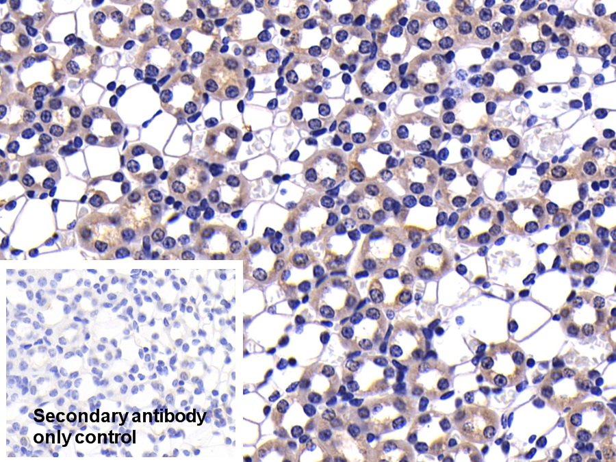 Polyclonal Antibody to Caspase 9 (CASP9)