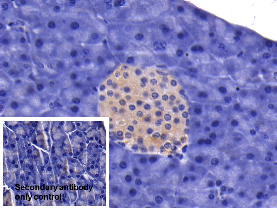 Polyclonal Antibody to Caspase 9 (CASP9)