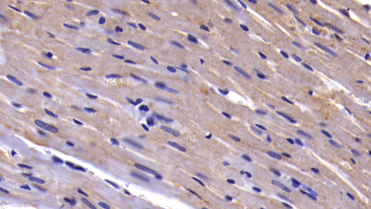 Polyclonal Antibody to Caspase 9 (CASP9)