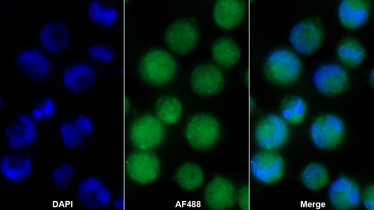Polyclonal Antibody to Nitric Oxide Synthase Trafficker (NOSTRIN)