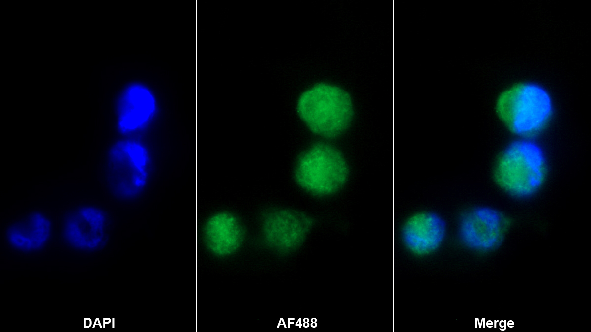 Polyclonal Antibody to Nitric Oxide Synthase Trafficker (NOSTRIN)