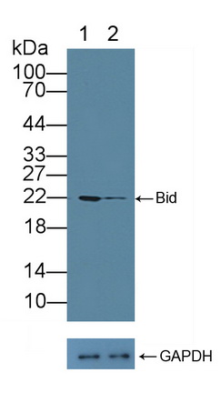 Polyclonal Antibody to BH3 Interacting Domain Death Agonist (Bid)