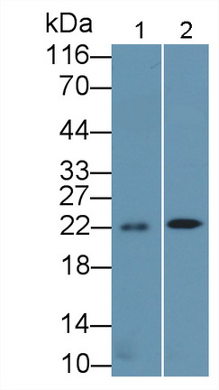 Polyclonal Antibody to BH3 Interacting Domain Death Agonist (Bid)