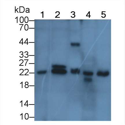 Polyclonal Antibody to BH3 Interacting Domain Death Agonist (Bid)