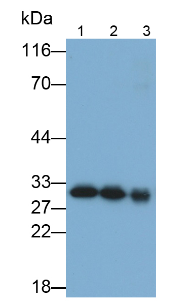 Polyclonal Antibody to Complement component 1 Q subcomponent-binding protein, mitochondrial (C1QBP)