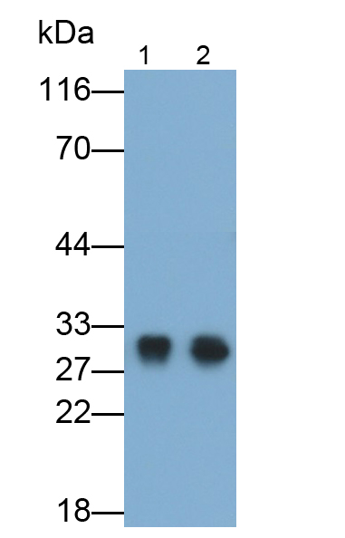 Polyclonal Antibody to Complement component 1 Q subcomponent-binding protein, mitochondrial (C1QBP)