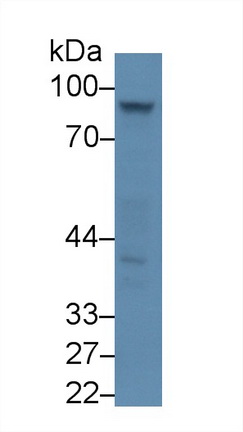 Polyclonal Antibody to Amiloride Binding Protein 1 (ABP1)