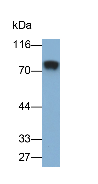 Polyclonal Antibody to Amiloride Binding Protein 1 (ABP1)