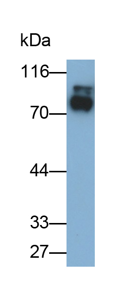 Polyclonal Antibody to Amiloride Binding Protein 1 (ABP1)