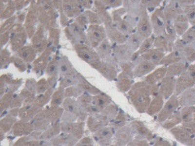 Polyclonal Antibody to Amiloride Binding Protein 1 (ABP1)