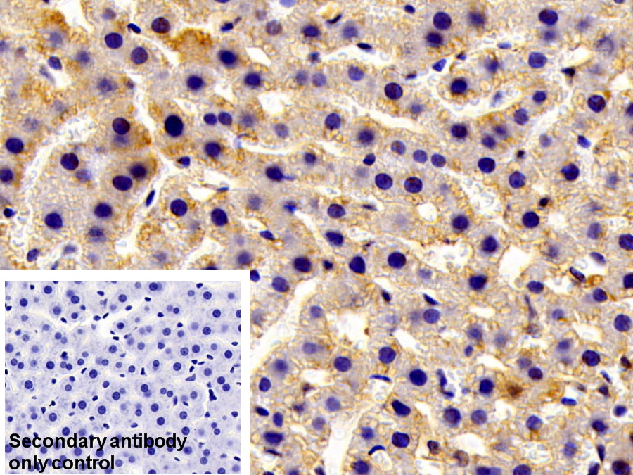 Polyclonal Antibody to Glutathione S Transferase Mu 1 (GSTM1)