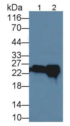 Polyclonal Antibody to Glutathione S Transferase A4 (GSTA4)