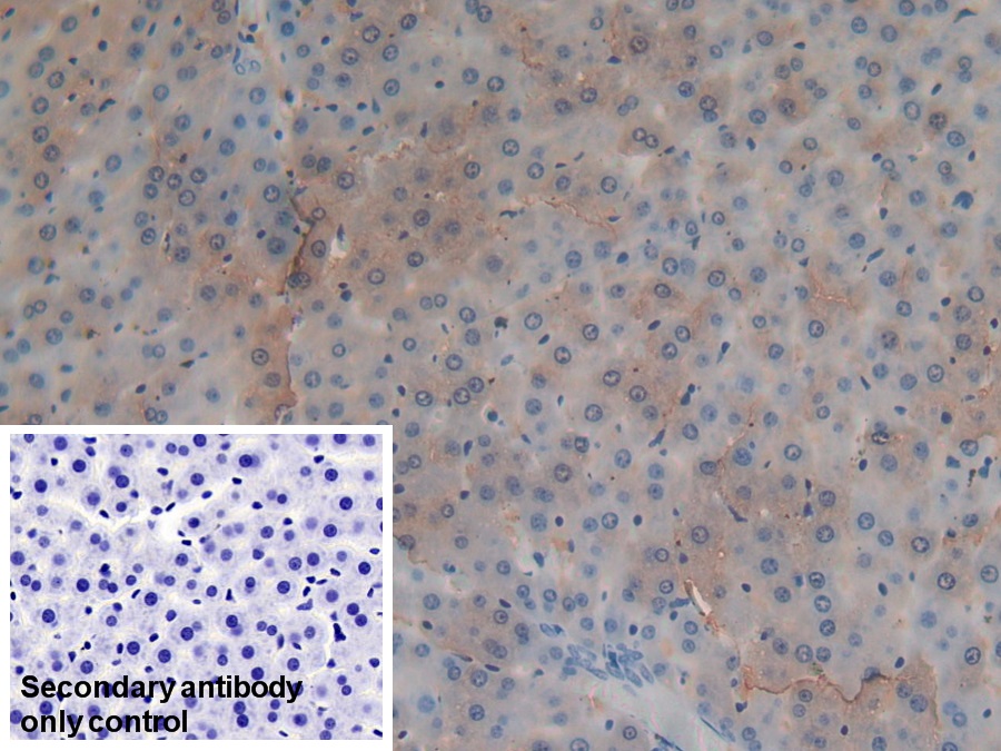 Polyclonal Antibody to Glutathione S Transferase A4 (GSTA4)