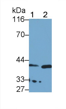 Polyclonal Antibody to Kallikrein 11 (KLK11)