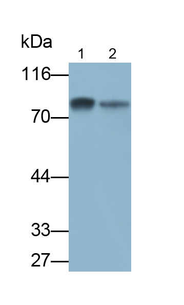 Polyclonal Antibody to Homing Associated Cell Adhesion Molecule (HCAM)