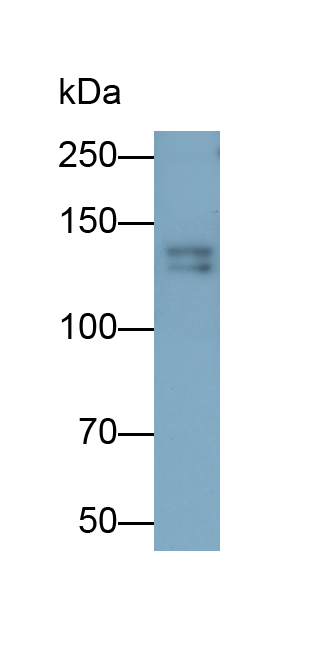 Polyclonal Antibody to Slit Homolog 2 (Slit2)