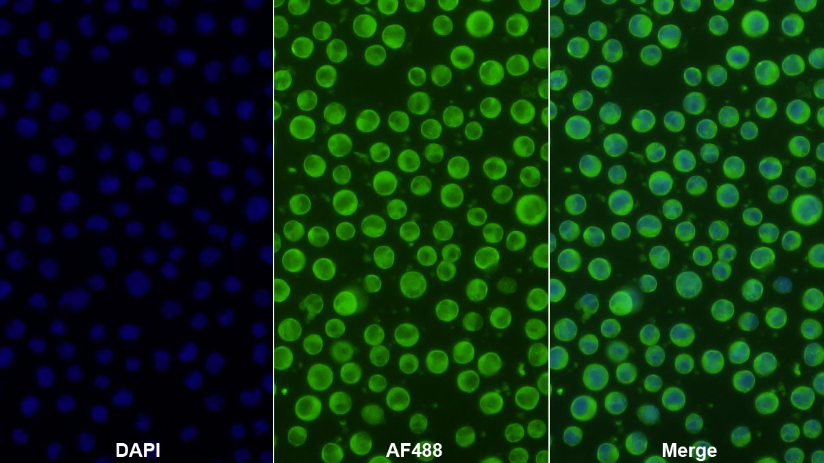 Polyclonal Antibody to Slit Homolog 2 (Slit2)