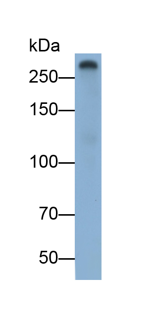 Polyclonal Antibody to Coagulation Factor V (F5)