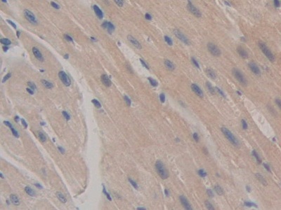 Polyclonal Antibody to Caspase 12 (CASP12)