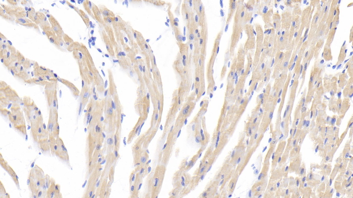 Polyclonal Antibody to Heat Shock Protein 27 (Hsp27)