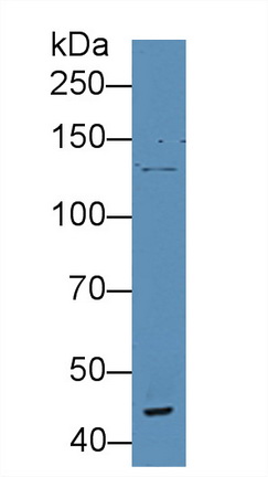 Polyclonal Antibody to Von Willebrand Factor A Domain Containing Protein 3A (vWA3A)