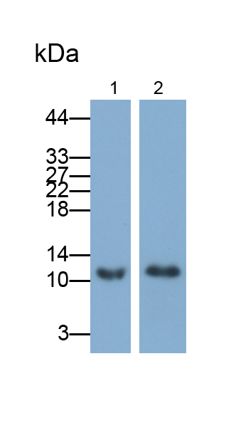 Polyclonal Antibody to Macrophage Migration Inhibitory Factor (MIF)
