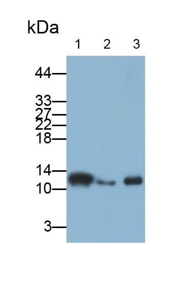 Polyclonal Antibody to Thioredoxin (Trx)