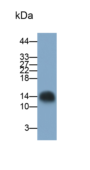 Polyclonal Antibody to Thioredoxin (Trx)