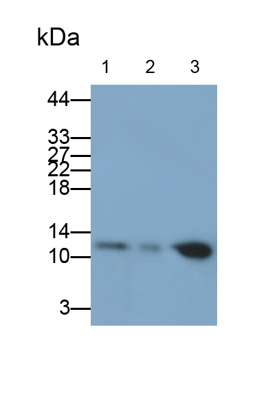 Polyclonal Antibody to Thioredoxin (Trx)