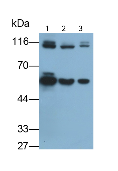 Polyclonal Antibody to Thioredoxin Reductase 1 (TXNRD1)