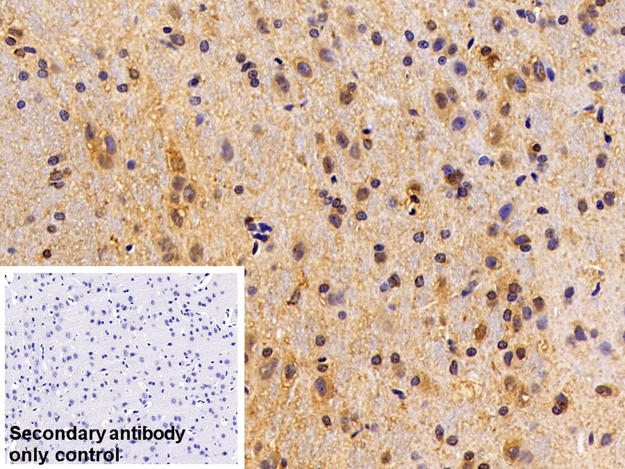 Polyclonal Antibody to Apolipoprotein E (APOE)