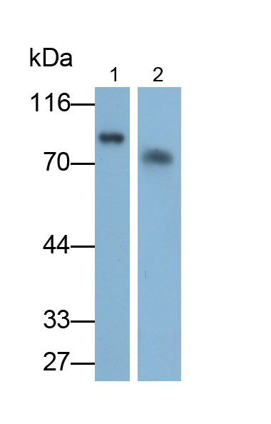 Polyclonal Antibody to Prothrombin Fragment 1+2 (F1+2)